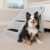 PetSafe CozyUp Folding Dog Stairs, Portable Indoor/Outdoor Pet Steps for Bed, Couch & Car, Grey, 25 Inch