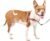 PetSafe Easy Walk Deluxe Dog Harness, No Pull Dog Harness – Perfect for Leash & Harness Training – Stops Pets from Pulling and Choking on Walks – Medium, Rose
